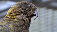 Kea (1).jpg